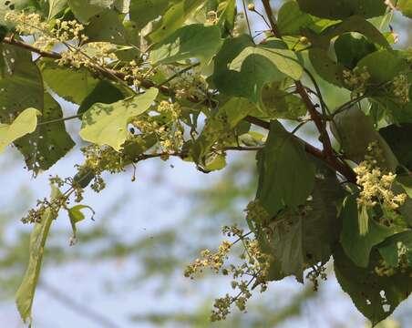 Слика од Aspidopterys cordata (Heyne ex Wall.) A. Juss.