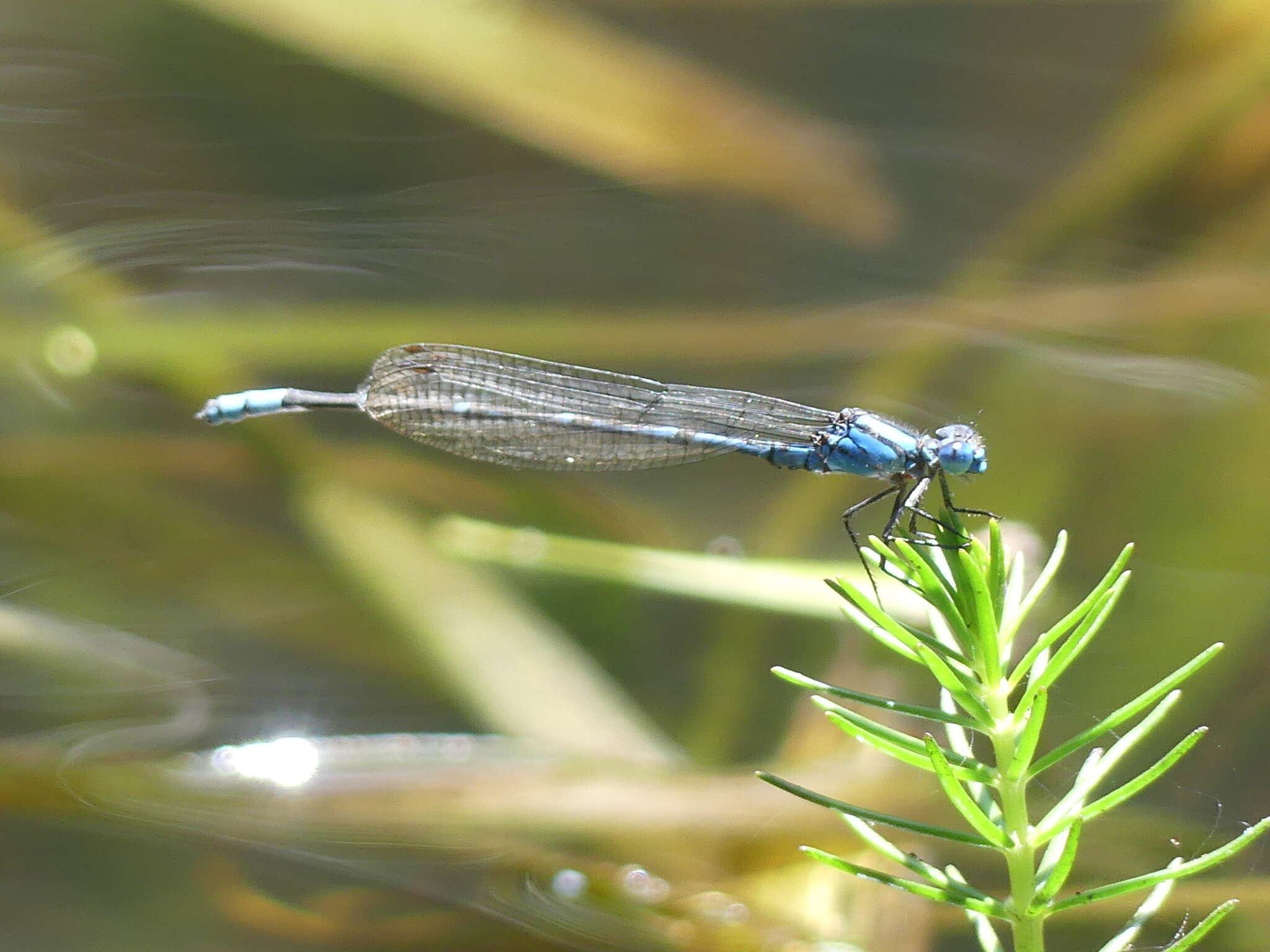 Imagem de Caliagrion billinghursti (Martin 1901)