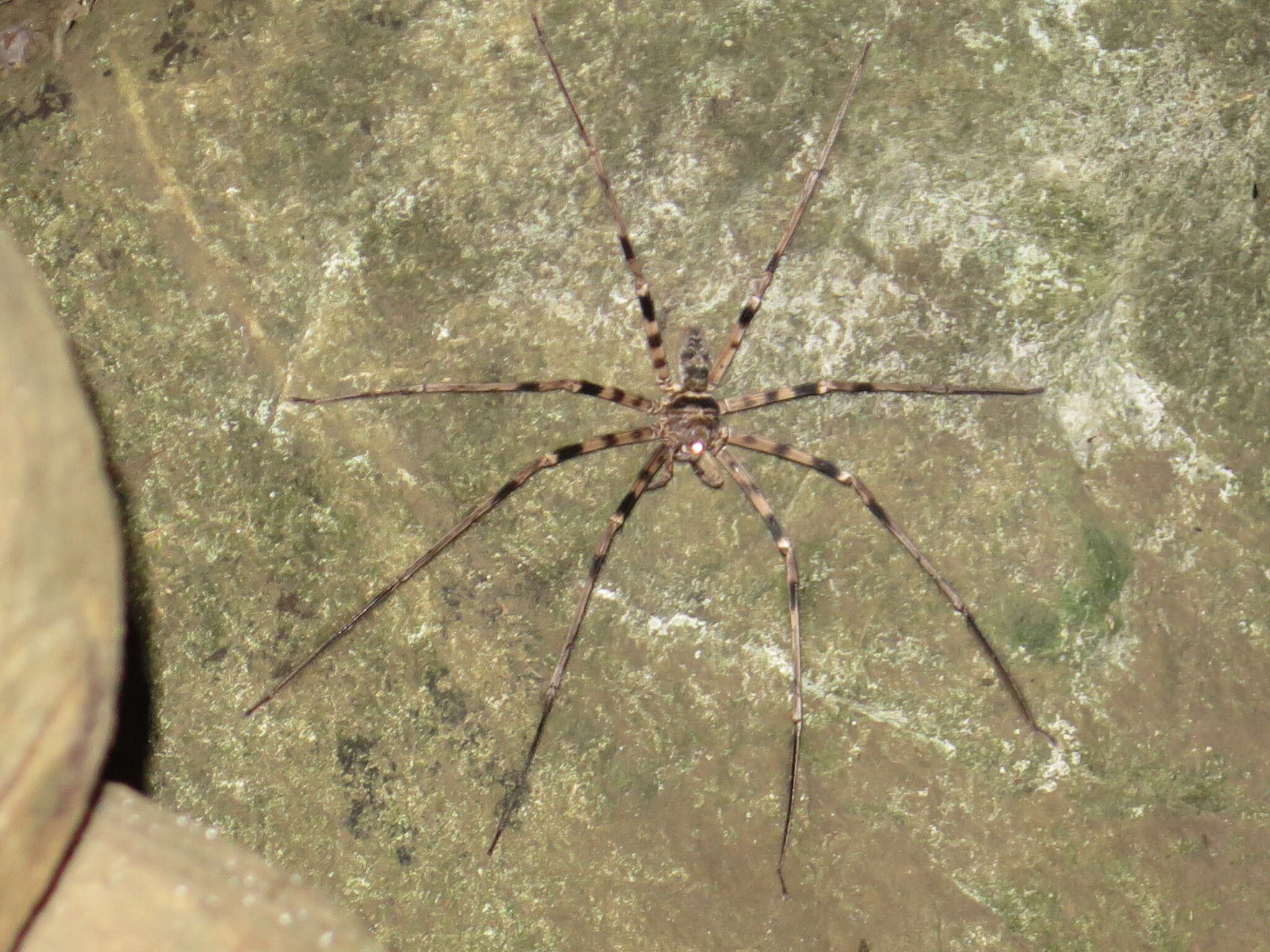 Image of Giant huntsman spider