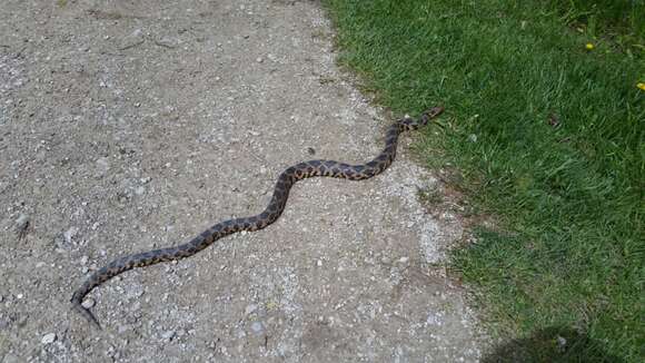 صورة Pantherophis vulpinus (Baird & Girard 1853)