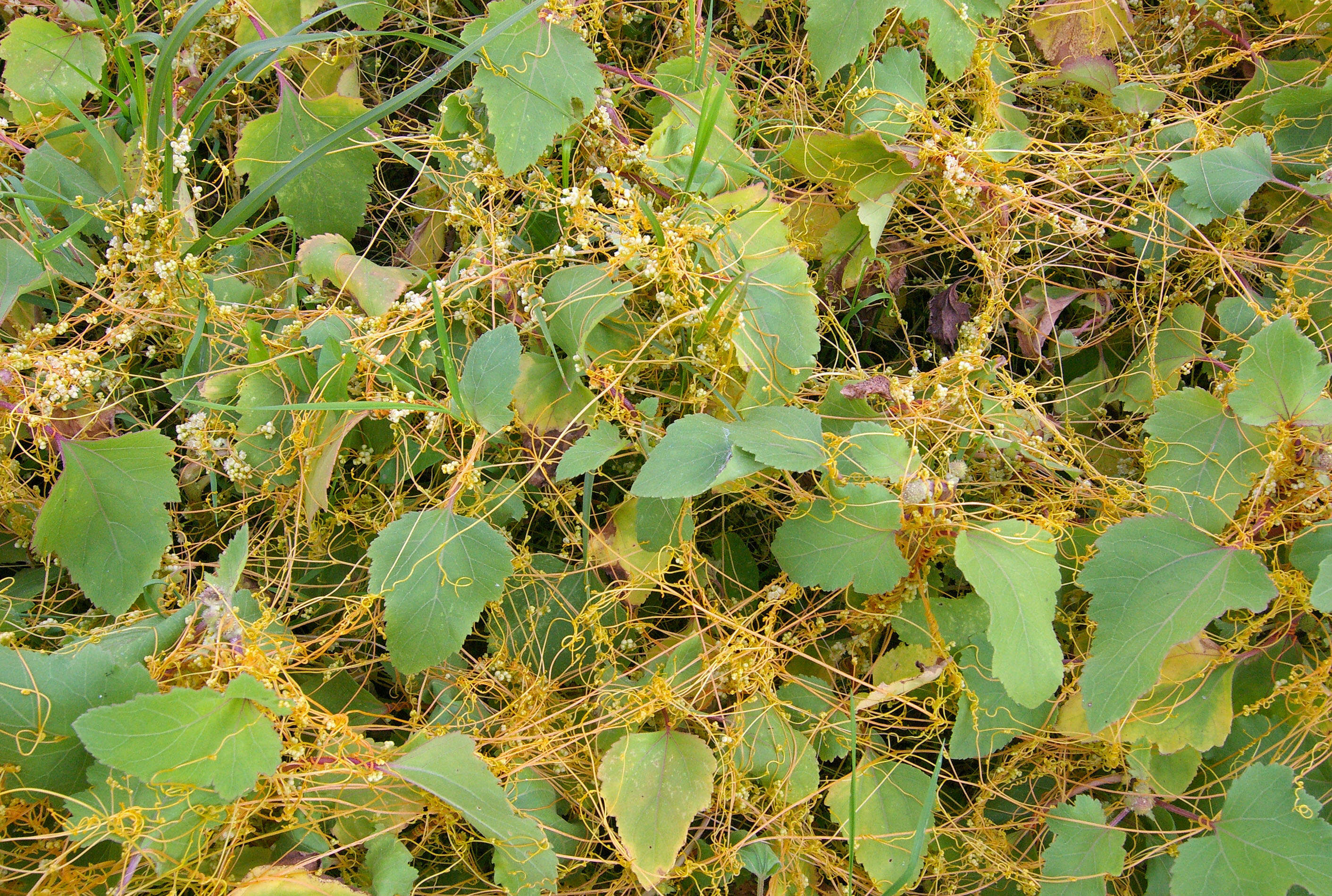 Image of Cuscuta campestris