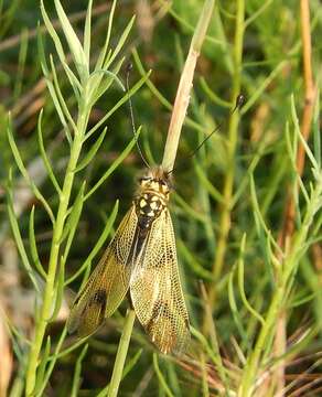 Image of Libelloides longicornis (Linnaeus 1764)