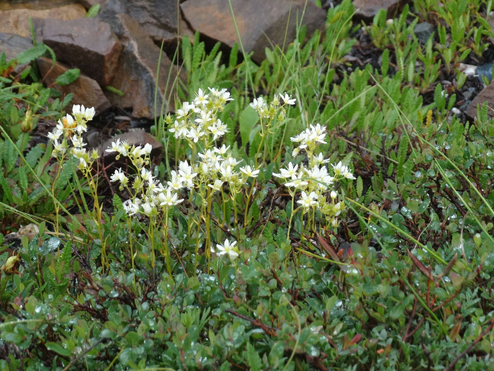 Imagem de Saxifraga tricuspidata Rottb.