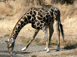 Image of reticulated giraffe