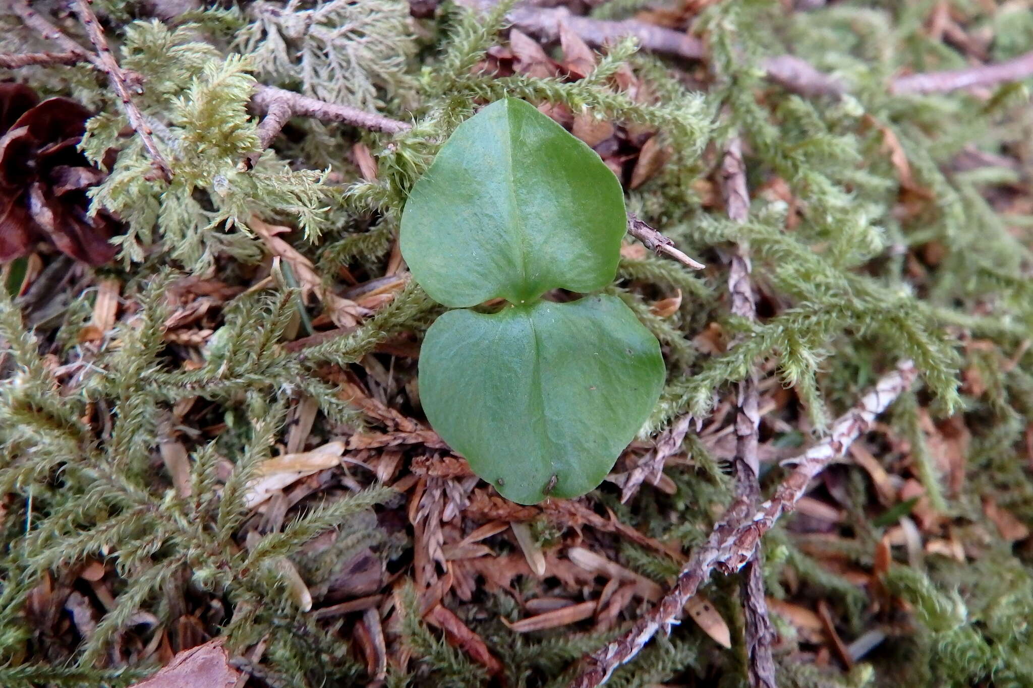 Image of Lesser Twayblade