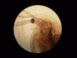 Image of common water flea