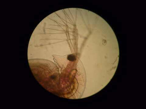 Image of Water Flea