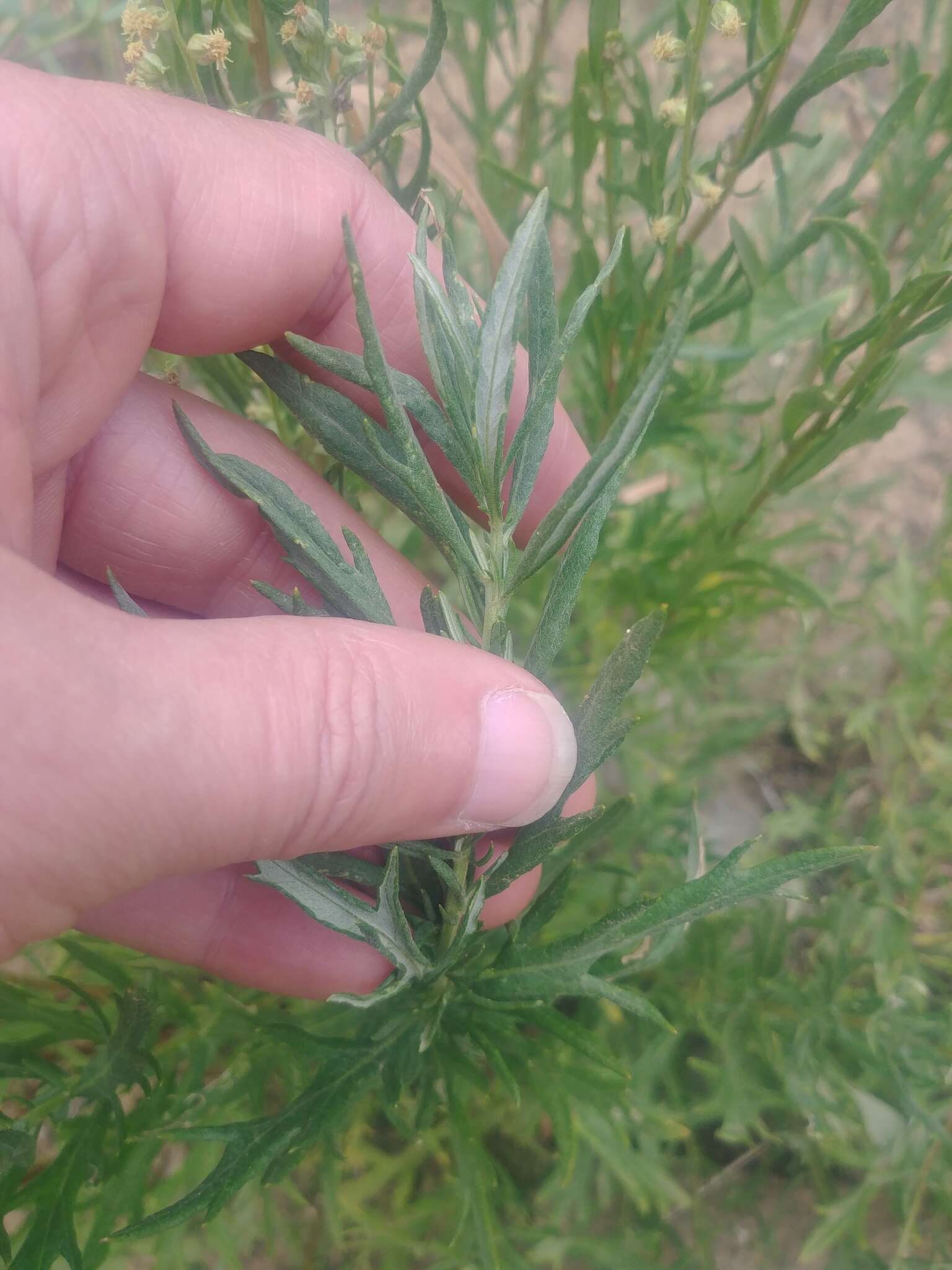 Imagem de Artemisia ludoviciana subsp. incompta (Nutt.) Keck