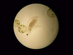 Image of Globe Algae