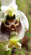 Ophrys fuciflora subsp. bornmuelleri (M. Schulze) B. Willing & E. Willing resmi