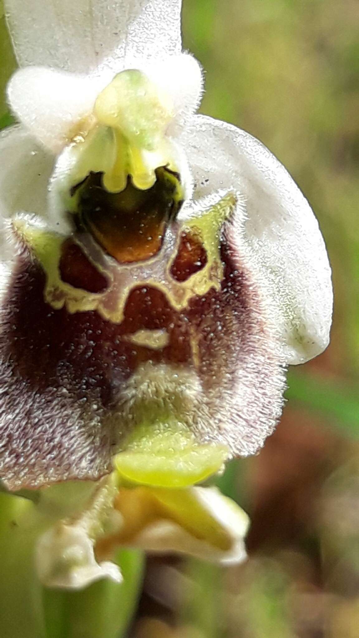 Image of Ophrys fuciflora subsp. bornmuelleri (M. Schulze) B. Willing & E. Willing