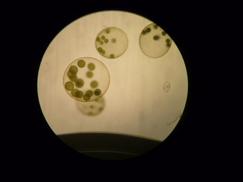 Image of Globe Algae