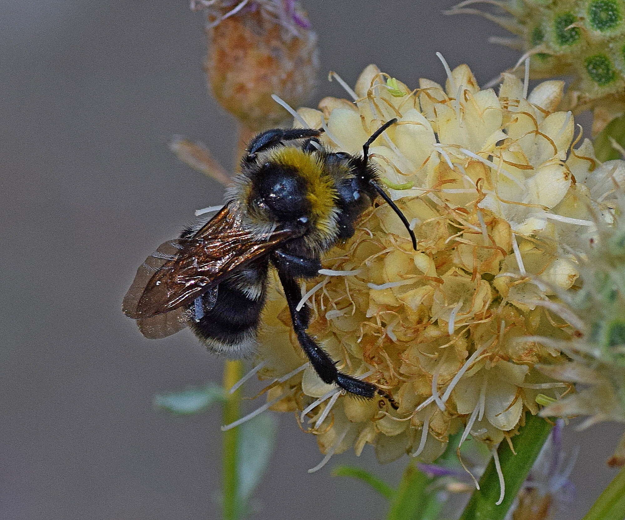 Image of Bombus barbutellus (Kirby 1802)