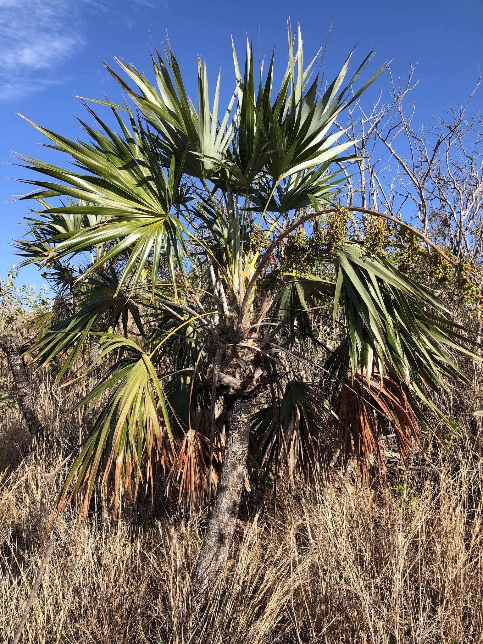 Image of white thatch palm