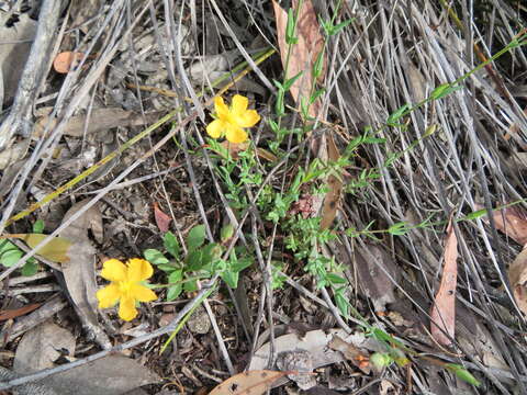 Image of grassy St. Johnswort