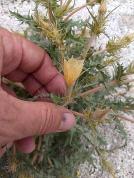 Image of hairy blazingstar