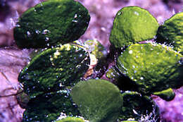 Image of Halimeda tuna