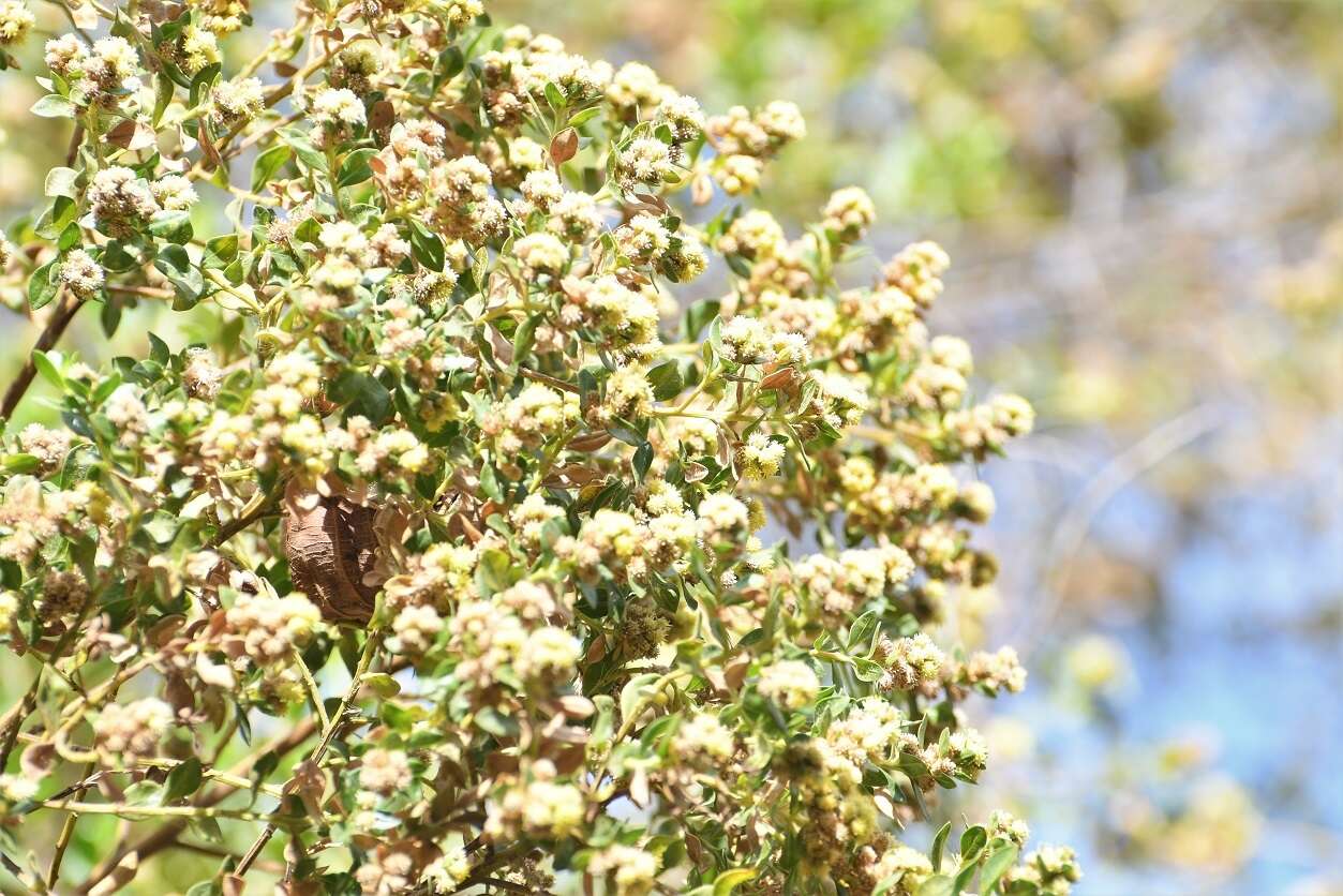 Image of Baccharis pseudovaccinioides L. Teodoro