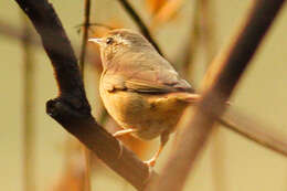 Image of Aberrant Bush Warbler