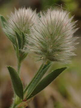 Слика од Trifolium arvense var. arvense