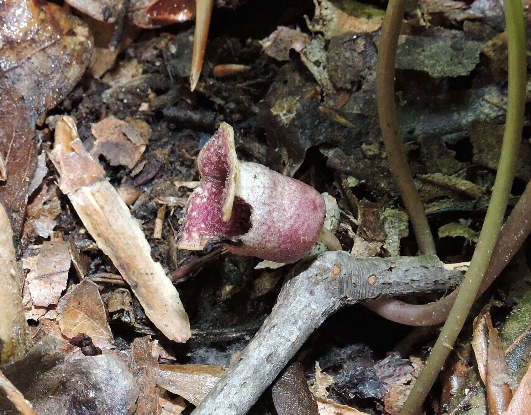 Image de Hexastylis virginica (L.) Small