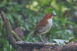 Image of White-bellied Antpitta