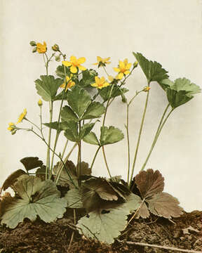 Image of Appalachian barren strawberry