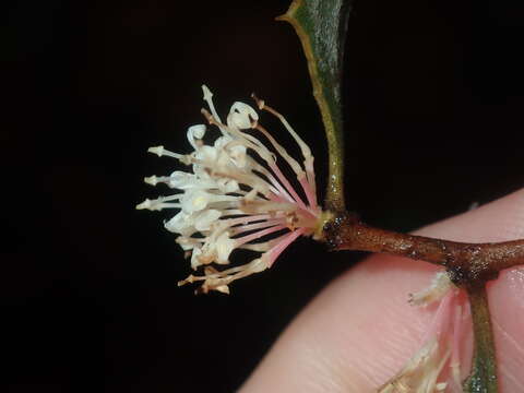 Image of Hakea anadenia Haegi