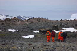 Image of Gentoo Penguin