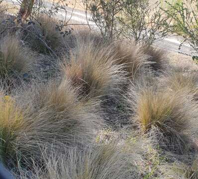 Image of serrated tussock