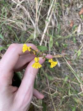 Image de Goodenia paniculata Sm.