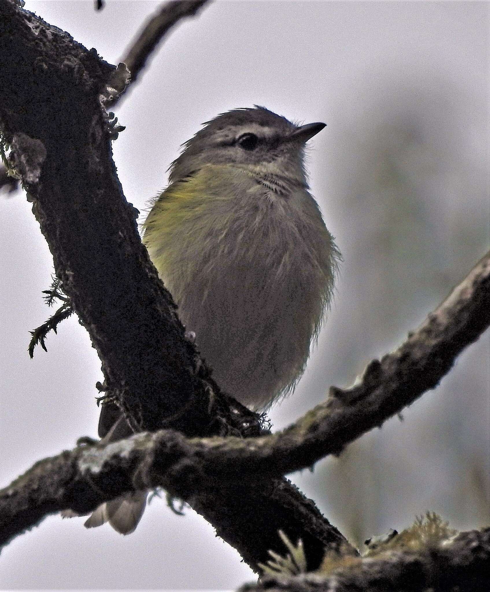 Image of Sclater's Tyrannulet