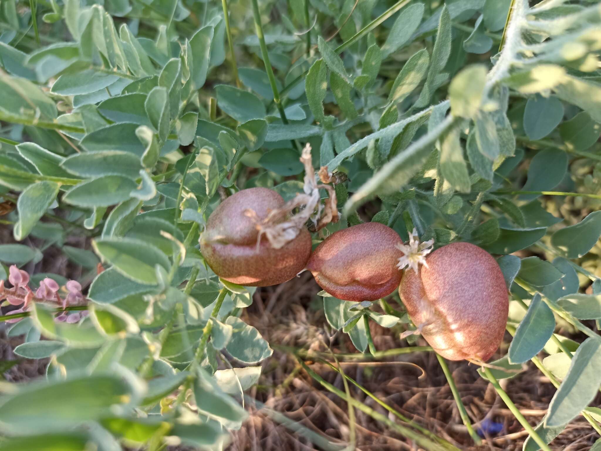 Imagem de Astragalus physodes L.