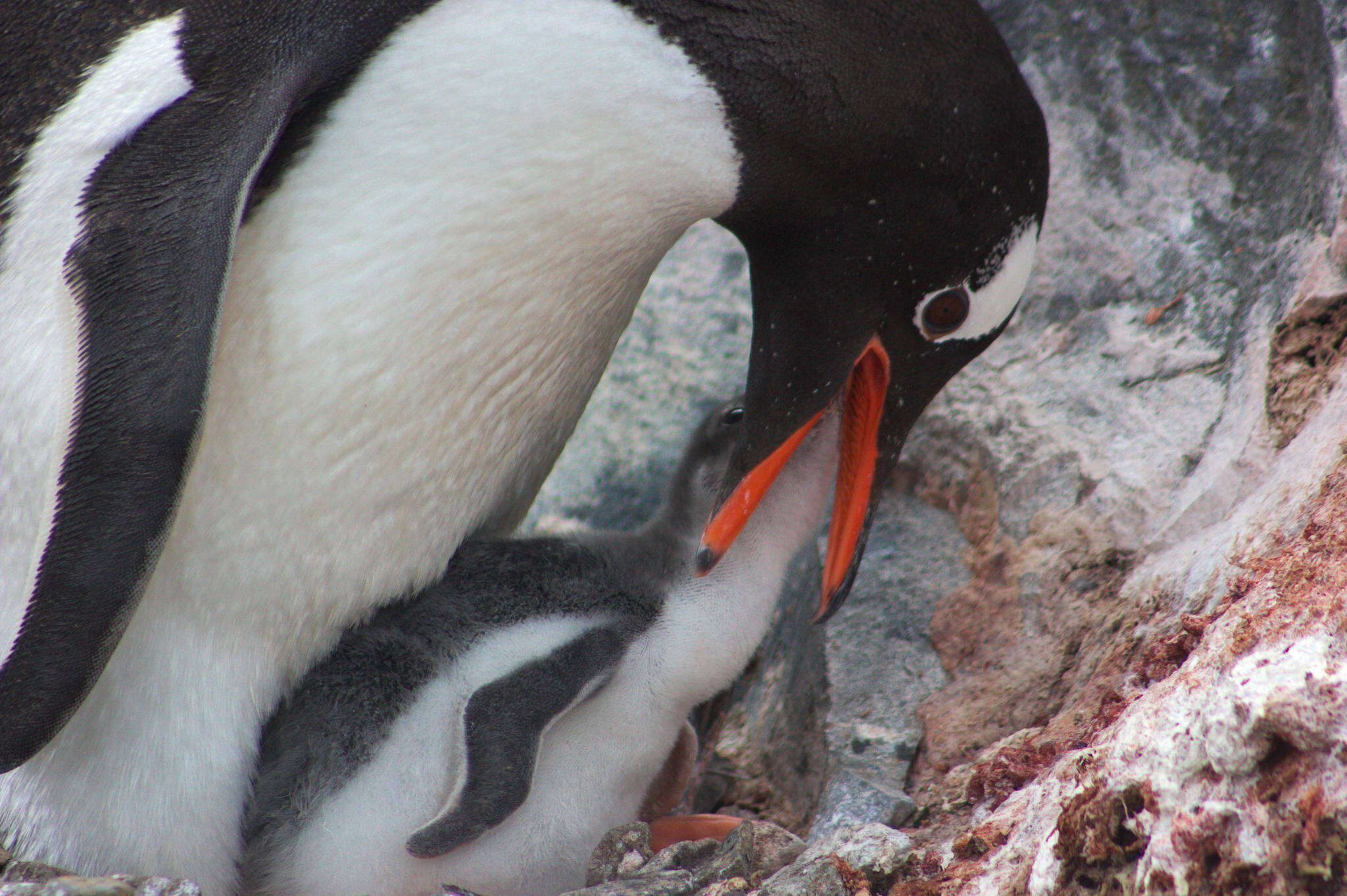 Image of Gentoo Penguin