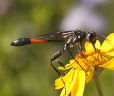 Image of Ammophila procera Dahlbom 1843