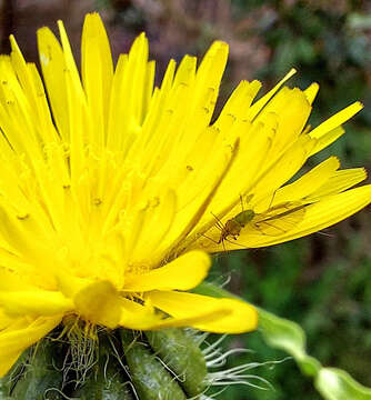 Image of pea aphid