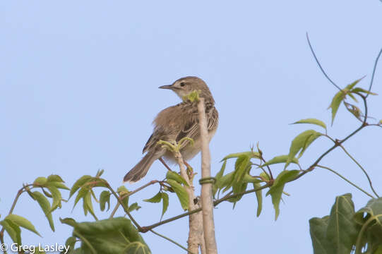 Image of Madagascan Cisticola