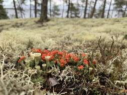 Imagem de Cladonia borealis S. Stenroos