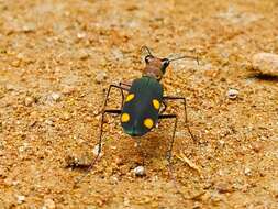 Image of Cicindela (Calochroa) bicolor Fabricius 1781