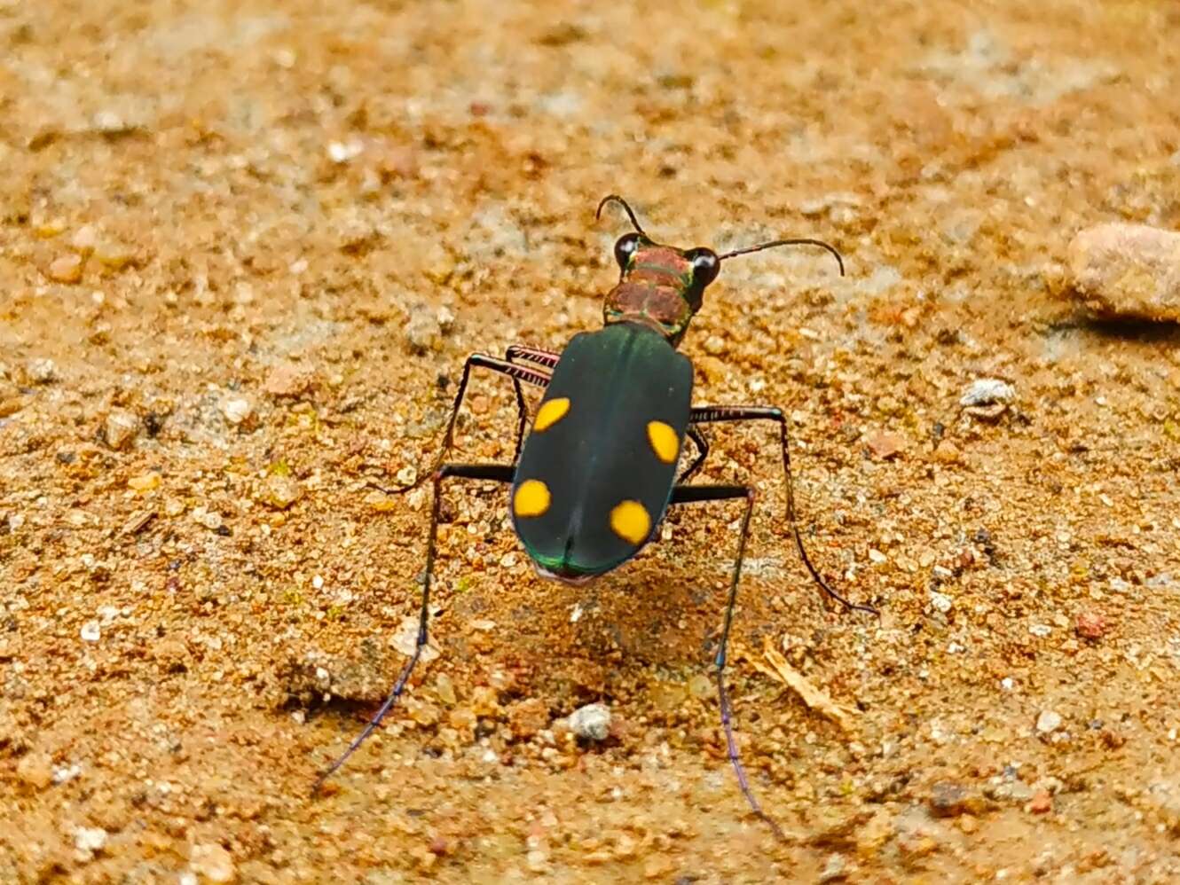 Image of Cicindela (Calochroa) bicolor Fabricius 1781