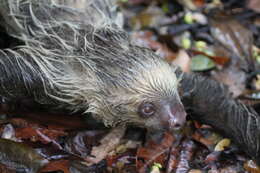 Image of two-toed sloths