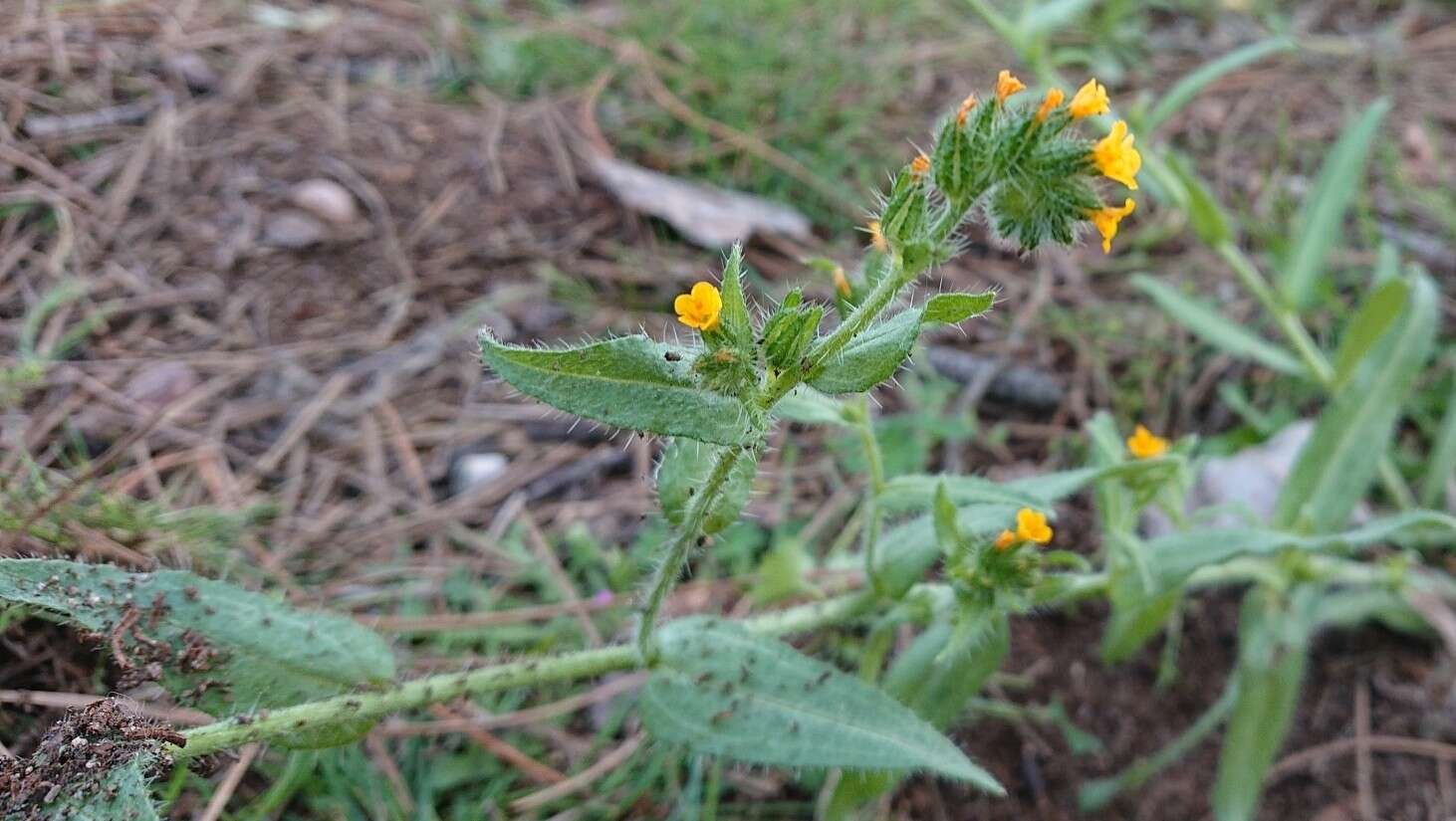 Слика од Amsinckia calycina (Moris) Chater