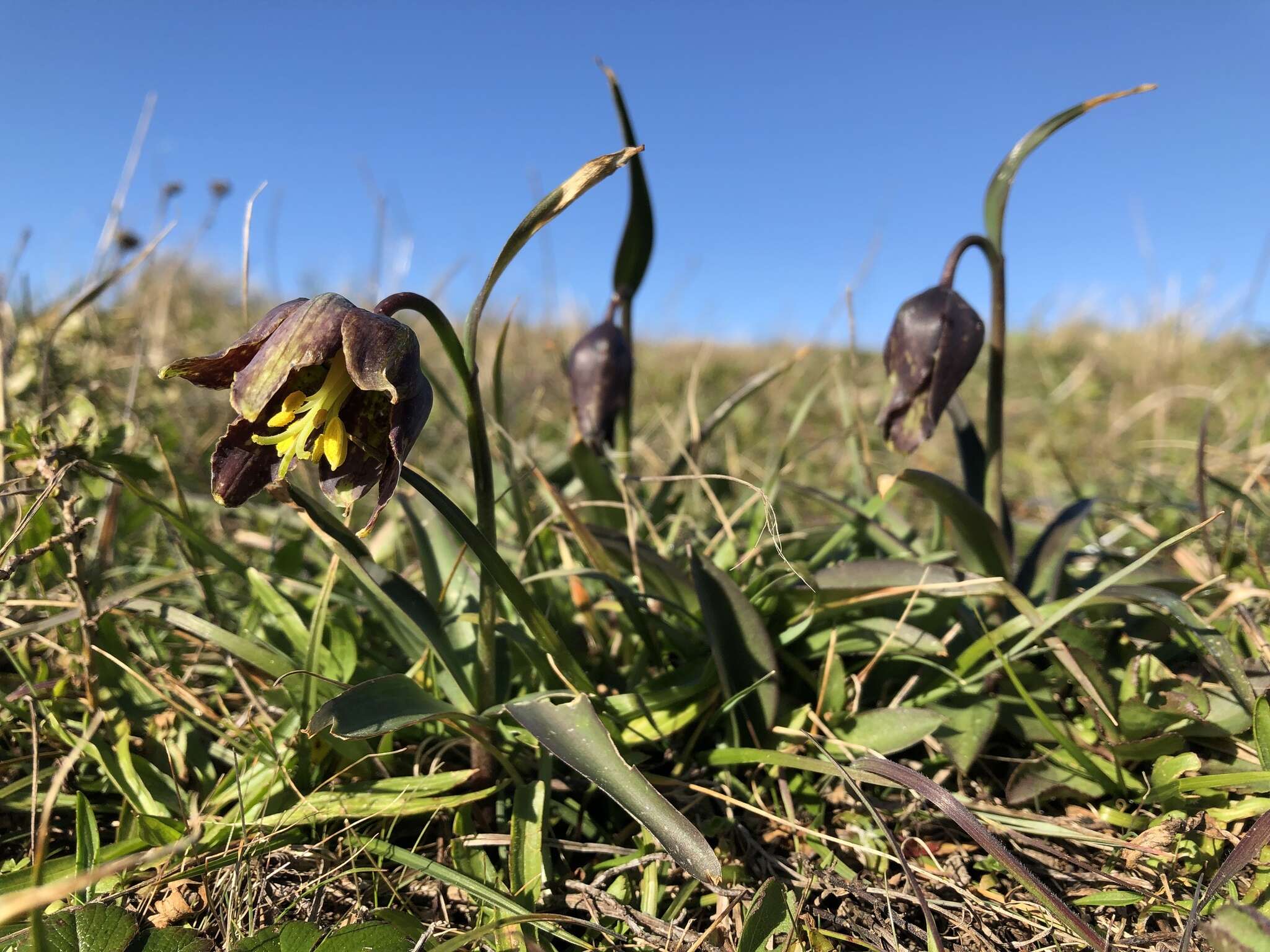 Image of checker lily