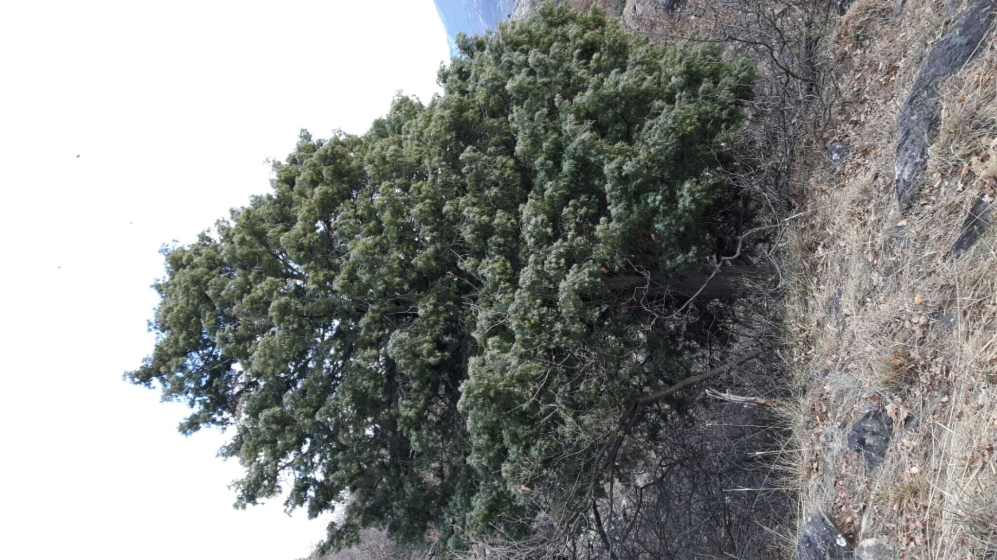 Sivun Juniperus oxycedrus subsp. oxycedrus kuva