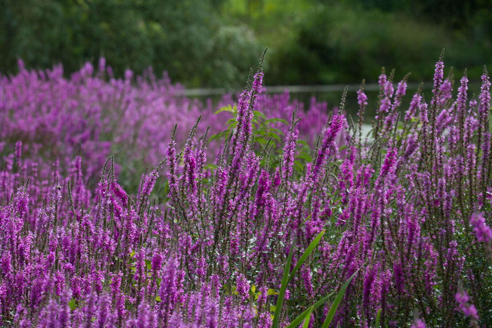 Image of Purple Loosestrife