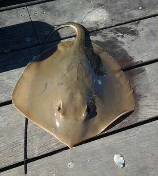 Image of Brown Stingray