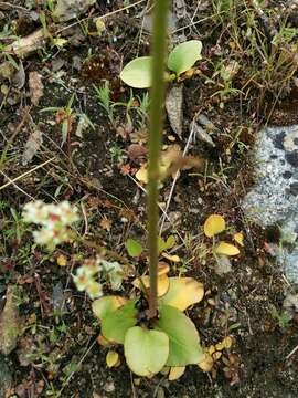 Image of Cliff Pseudosaxifrage