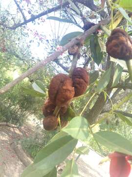 Imagem de Ravenelia platensis Speg. 1898