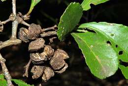 Image of Gymnosporia grandifolia (Davison) Jordaan