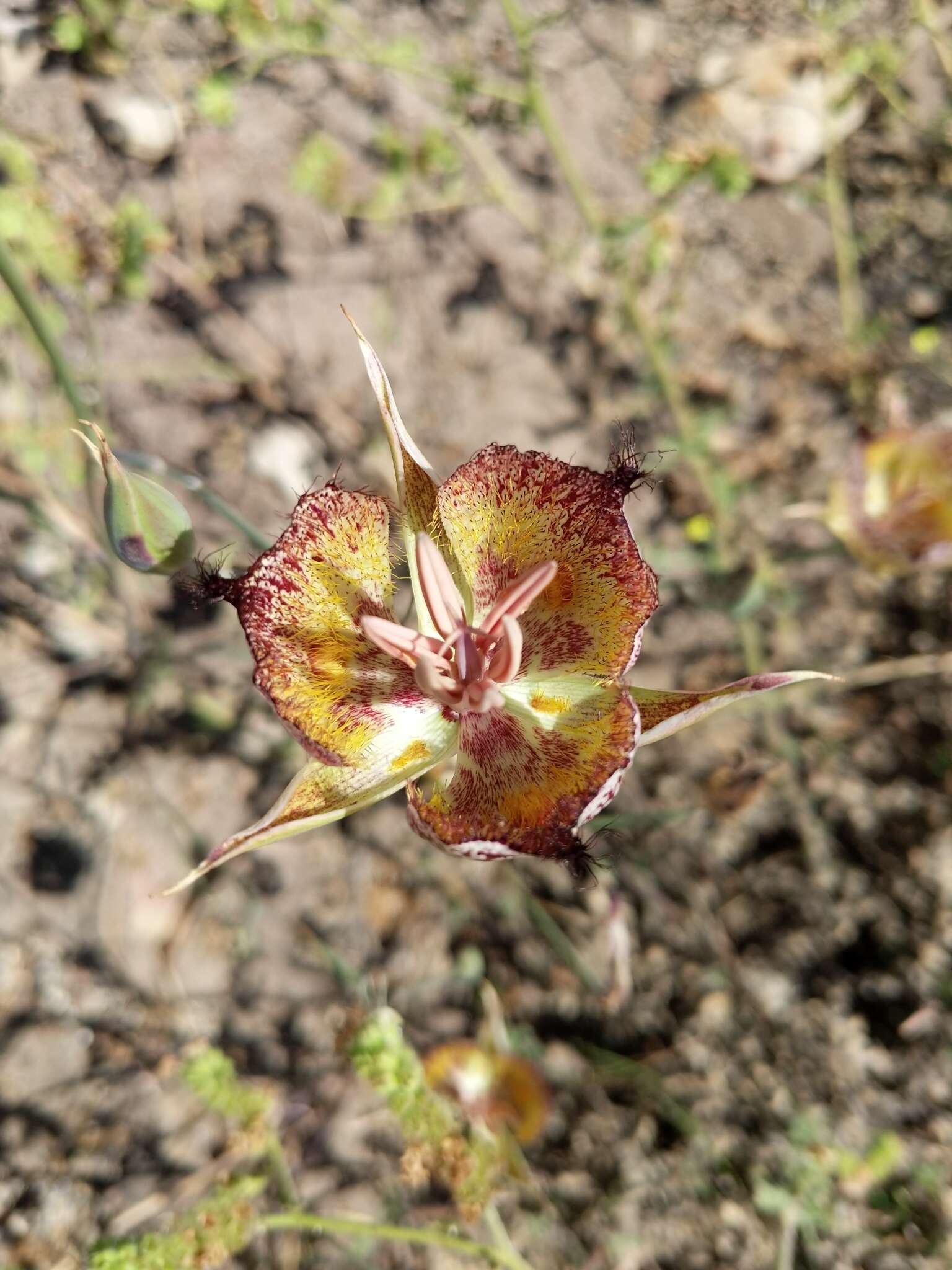 Calochortus fimbriatus H. P. McDonald resmi